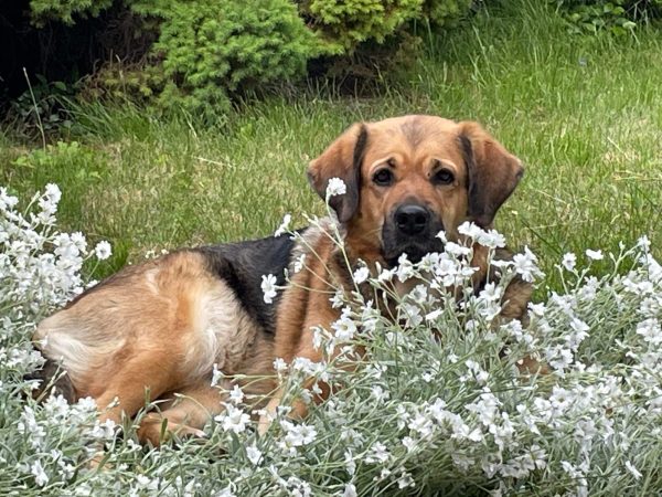 Naturbild på hund bland blommor