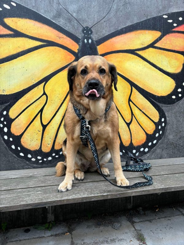 Hund med gula fjärilsvingar