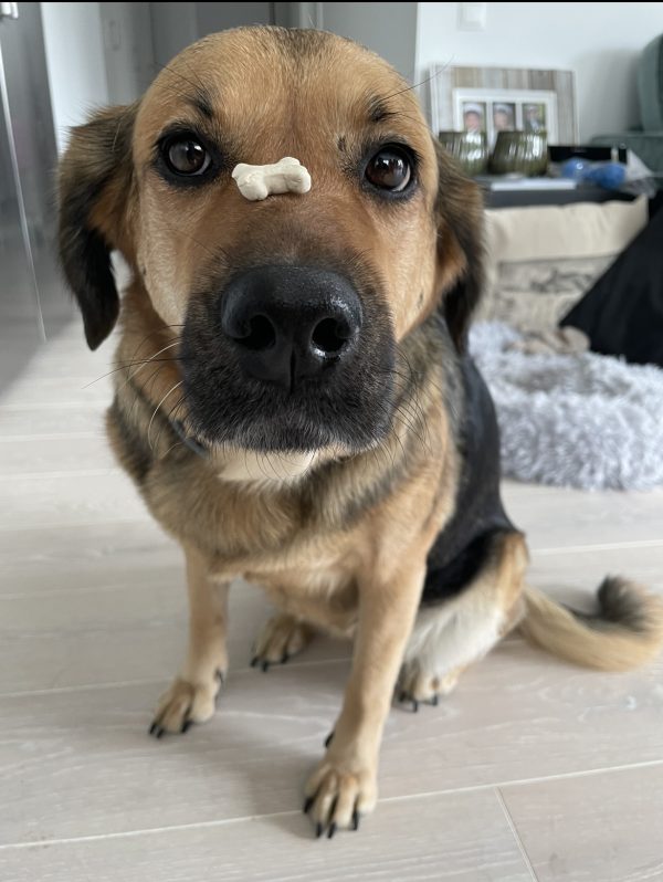 Hund med hundgodis på nosen